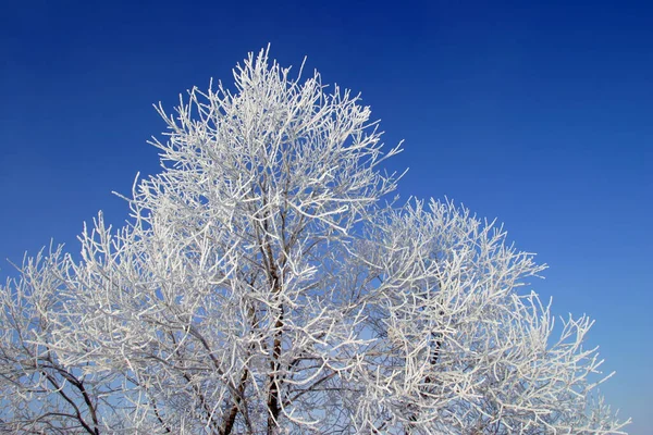 Красиві Візерунки Гілок Снігу Небі — стокове фото
