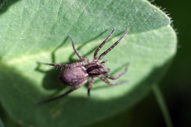 Küçük örümcek yuvarlak yeşil yaprakların üzerinde oturur.