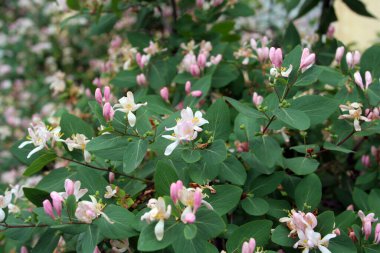 Bahar bahçesinde güzel pembe çiçekli çalı