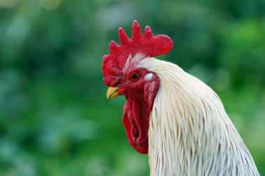 Sokakta yürüyen güzel tavuklar ve horozlar