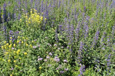 Mavi bal bitkilerinin çiçek açan tarlaları