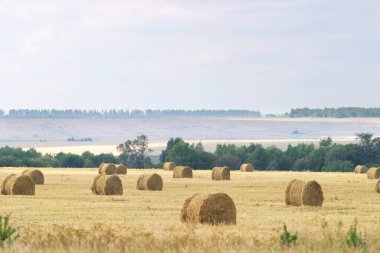 Tarlalarda bir sürü saman var.