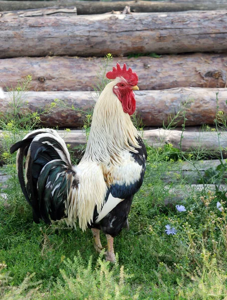 Mooie Duivinnen Hanen Die Straat Lopen — Stockfoto