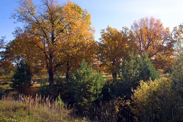 Magnífico Paisaje Roble Otoño Día Soleado —  Fotos de Stock