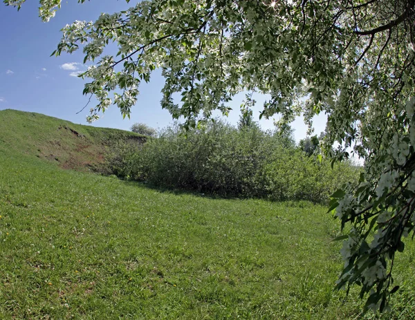 Camminare All Aperto Durante Primavera Alberi Mele Fiore — Foto Stock