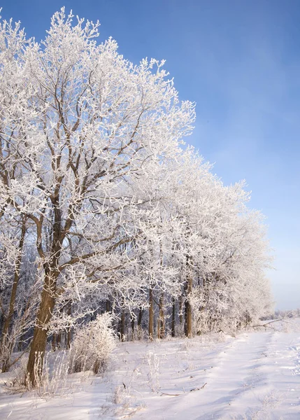 Passeggiata Attraverso Bella Scena Invernale Russia — Foto Stock