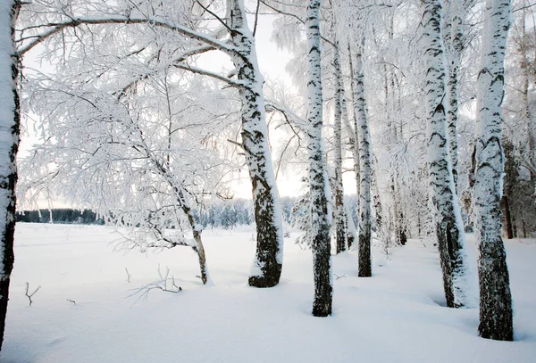 Helada Mañana Invierno Bosque Enlucido Con Rima — Foto de Stock