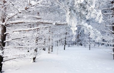 Rim 'le sıvanmış bir ağaçta dondurucu bir kış sabahı