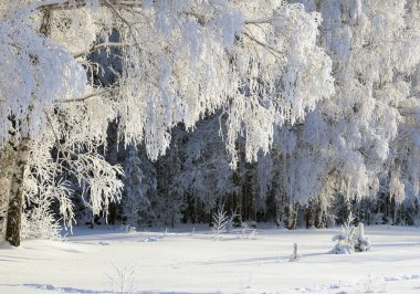 Rim 'le sıvanmış bir ağaçta dondurucu bir kış sabahı