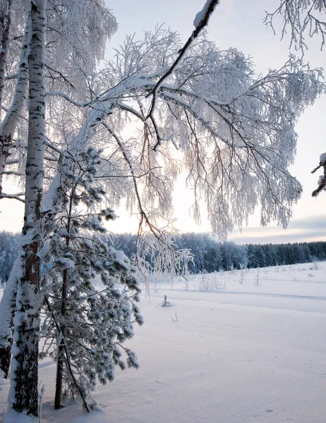 霜の多い冬の朝に森の中で — ストック写真