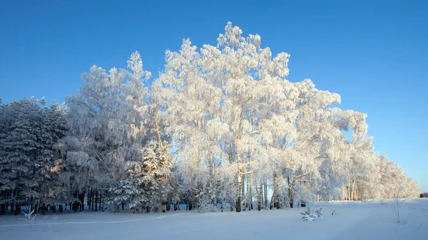 Manhã Inverno Gelada Uma Madeira Rebocada Com Rime — Fotografia de Stock