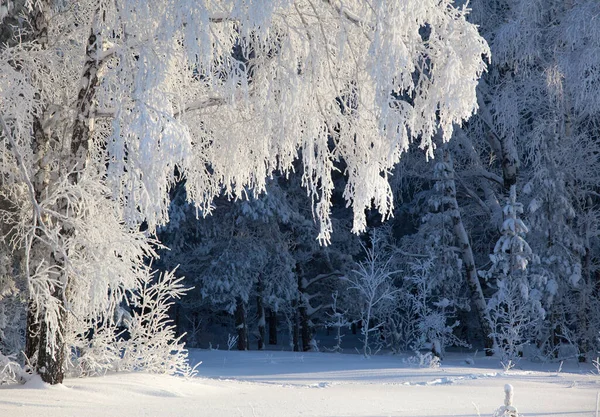 Морозний Зимовий Ранок Дереві Оштукатурений Раєм — стокове фото