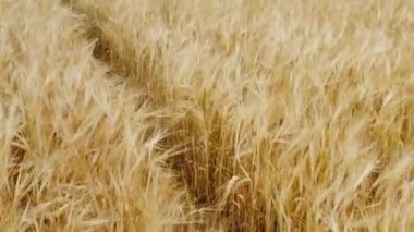 Çok yakın, çok güzel bir arpa tarlası. Rüzgarın arpa hareketi yaptığı ve kameranın arka plan için mükemmel hareket ettiği bir gün.