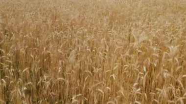 Güzel buğday tarlasının üstündeki kamera rüzgarın arpa hareketi yaptığı ve kameranın ileri doğru hareket ettiği bir günde.