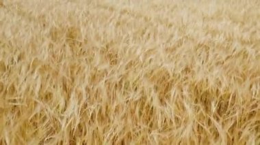 Güzel bir arpa tarlası, rüzgarın arka plan için mükemmel bir arpa hareketi yaptığı bir gün.