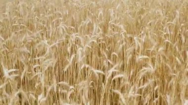 Güzel buğday tarlasının üstündeki yakın çekim kamerası rüzgarın arpa hareketi yaptığı ve kameranın geriye doğru hareket ettiği bir günde.