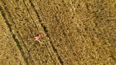 Drone 'dan yaz manzarası. Arpa tarlasında, sarışın bir kızla yürüyor.