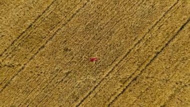 Arpa sarısı bir tarlada dik duran Drone 'dan yaz manzarası. Sarışın bir kız yürüyordu. Geniş açıyla yakın açıyla dönerek yere yatıyordu.