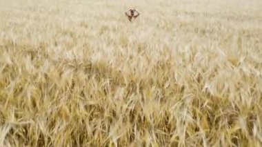 Sarı arpa tarlasında oturan sarışın kızla bir arpa tarlasında çekilen yaz dronu görüntüsü ve kamera ilerliyor.