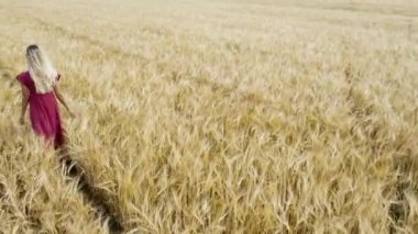 Arpa tarlasında sarı arpa tarlasında yürüyen sarışın bir kız ve onu takip eden bir kamera.