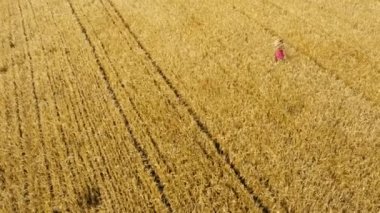 Arpa tarlasında sarı arpa tarlasında yürüyen sarışın bir kız ve onu takip eden bir kamera.