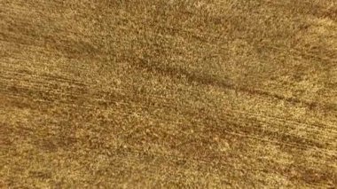 Arpa sarısı bir kamerada yaz dronu görüntüsü öne doğru hareket ediyor ve yere dik duruyor.