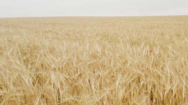 Primer Plano Muy Hermoso Campo Cebada Día Donde Viento Hace — Vídeo de stock