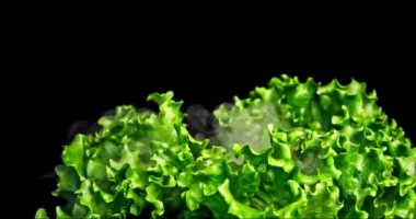 Yeşil Marul panoramik hareketi ile yakın çekim. Biraz yaprak hareketi ve biraz nemli sis ve siyah arkaplan.