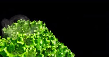 Yeşil Marul panoramik hareketi ile yakın çekim, soldan sağa küçük bir yaprak hareketi ve biraz da nemli sis ve siyah arkaplan.