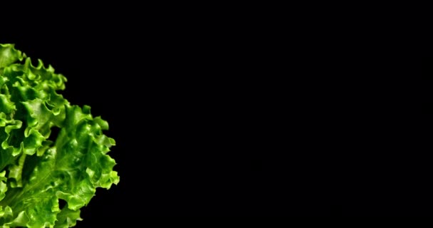 Closeup Shot Green Lettuce Left Side Little Leaf Motion Black — Stok Video