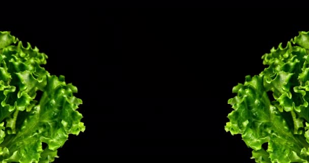 Closeup Shot Green Lettuce Left Right Sides Little Leaf Motion — Stok Video