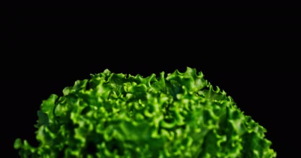 Closeup Shot Green Lettuce Bottom Side Little Leaf Motion Focus — Stok Video