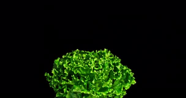 Tembakan Tengah Dengan Green Lettuce Sisi Bawah Dengan Gerakan Daun — Stok Video