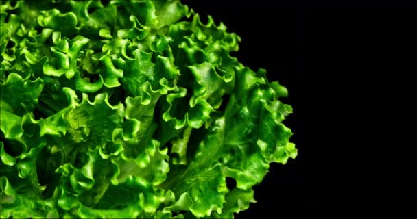 Closeup Shot Green Lettuce Left Side Little Leaf Motion Black — Stock Video