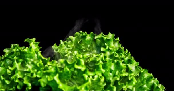 Closeup Shot Green Lettuce Panoramic Movement Back Little Leaf Motion — Stok Video