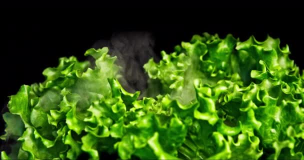 Closeup Shot Green Lettuce Panoramic Movement Left Right Little Leaf — Stok Video