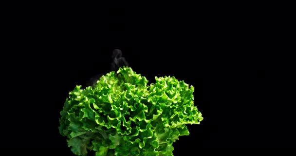 葉の動きがほとんどない下側に緑のレタスで撮影し いくつかの湿った霧がそれから抜け出すと黒の背景 — ストック動画