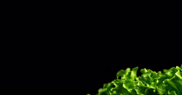 Closeup Shot Green Lettuce Panoramic Movement Right Left Little Leaf — Stok Video