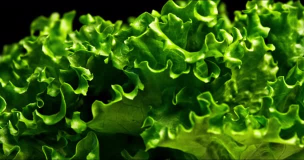 Closeup Împușcat Mișcare Panoramică Salată Verde Mișcare Mică Frunzelor Fundal — Videoclip de stoc