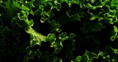 Yeşil Marul 'un küçük bir yaprak hareketiyle yakın plan çekimi ve su damlaları çok taze, lezzetli ve siyah arkaplan