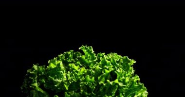 Altında yeşil marul olan orta çekim. Elleri yanda. Biraz yaprak hareketi ve biraz da ıslak sis var.