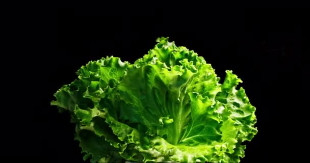 Middle Shot Green Lettuce Spinnig Bottom Side Little Leaf Motion — Stock Video