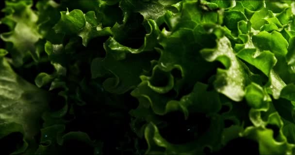 Primer Plano Con Lechuga Verde Spinnig Alrededor Con Poco Movimiento — Vídeos de Stock