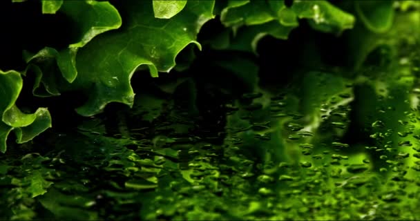 緑のレタスで撮影されたクローズアップパノラマの動きはほとんど葉の動きと鏡の上に水滴で右から左へ — ストック動画