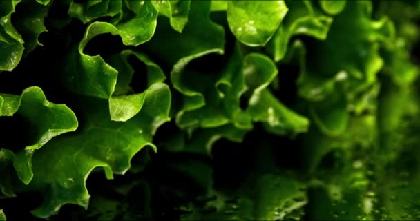 緑のレタスで撮影されたクローズアップ小さな葉の動きと鏡の上に水滴で下から上への傾きの動き — ストック動画