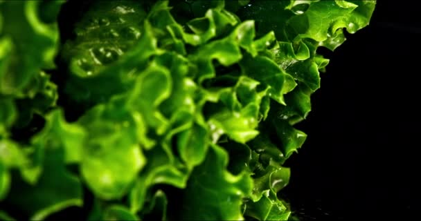 Detailní Záběr Zeleným Salátem Rajčaty Ručním Panoramatickým Pohybem Zleva Doprava — Stock video