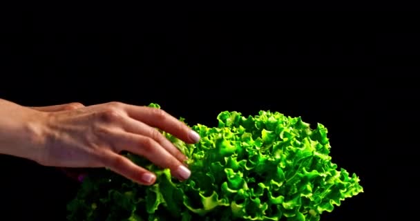 Mitte Aufnahme Mit Grünem Salat Auf Dem Boden Mit Händen — Stockvideo
