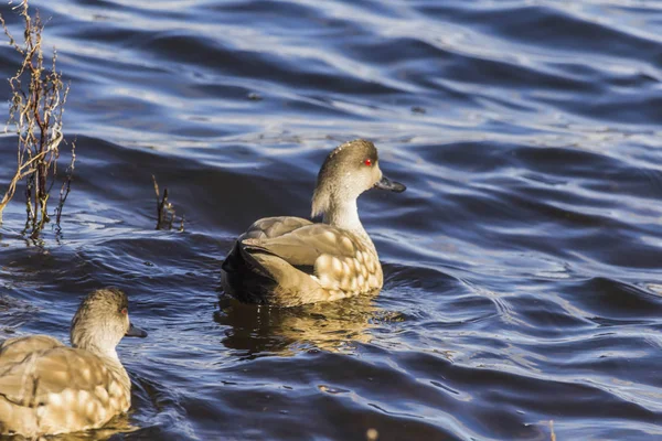 Patos Salvajes Hábitat Natural Patagonia Chilena — Foto de Stock