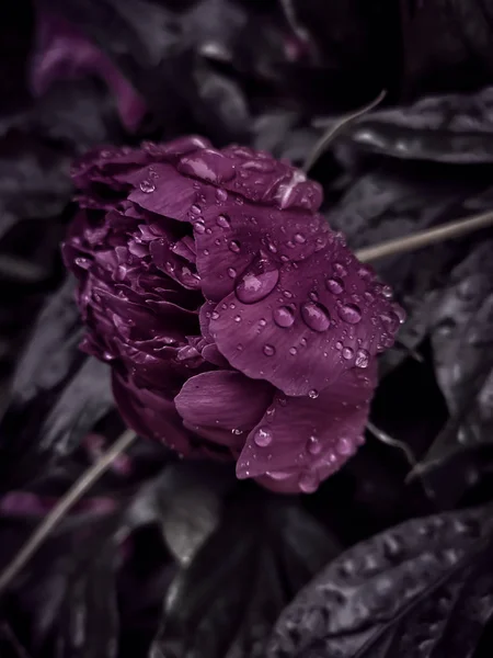 Hot pink peony in drops of rain water