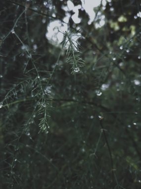 Yağmur damlalarında ringa kemiği benzeri bitki